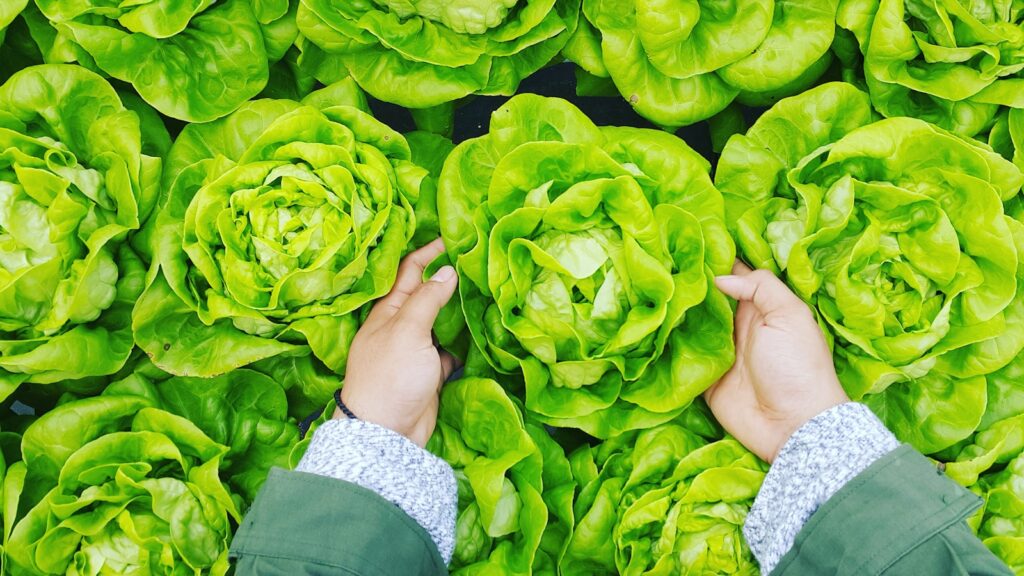 person picking green cabbage