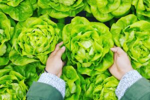 person picking green cabbage